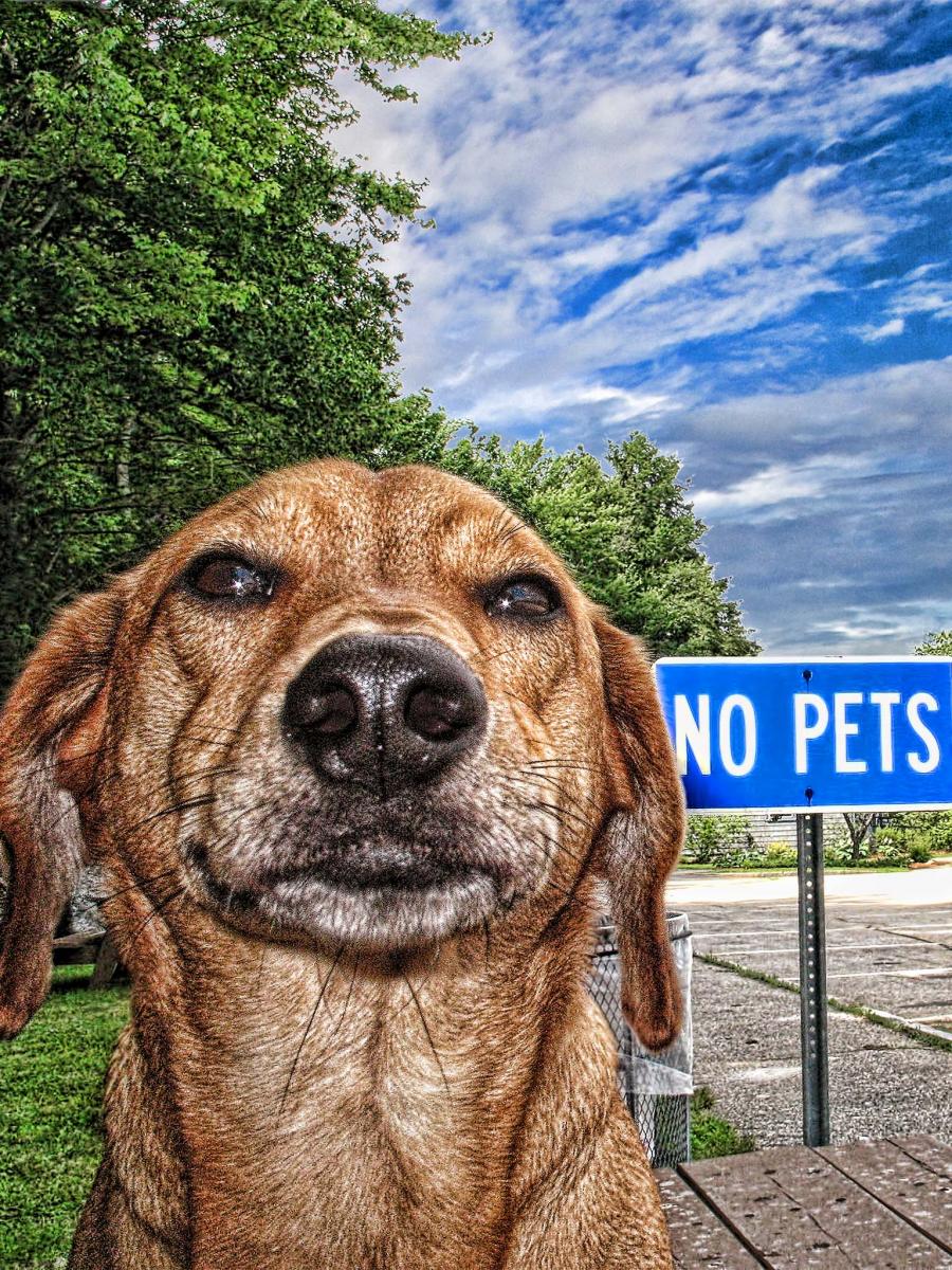 dog with attitude