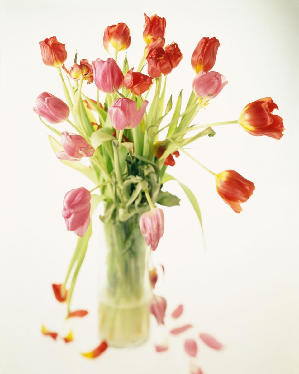 flower photos