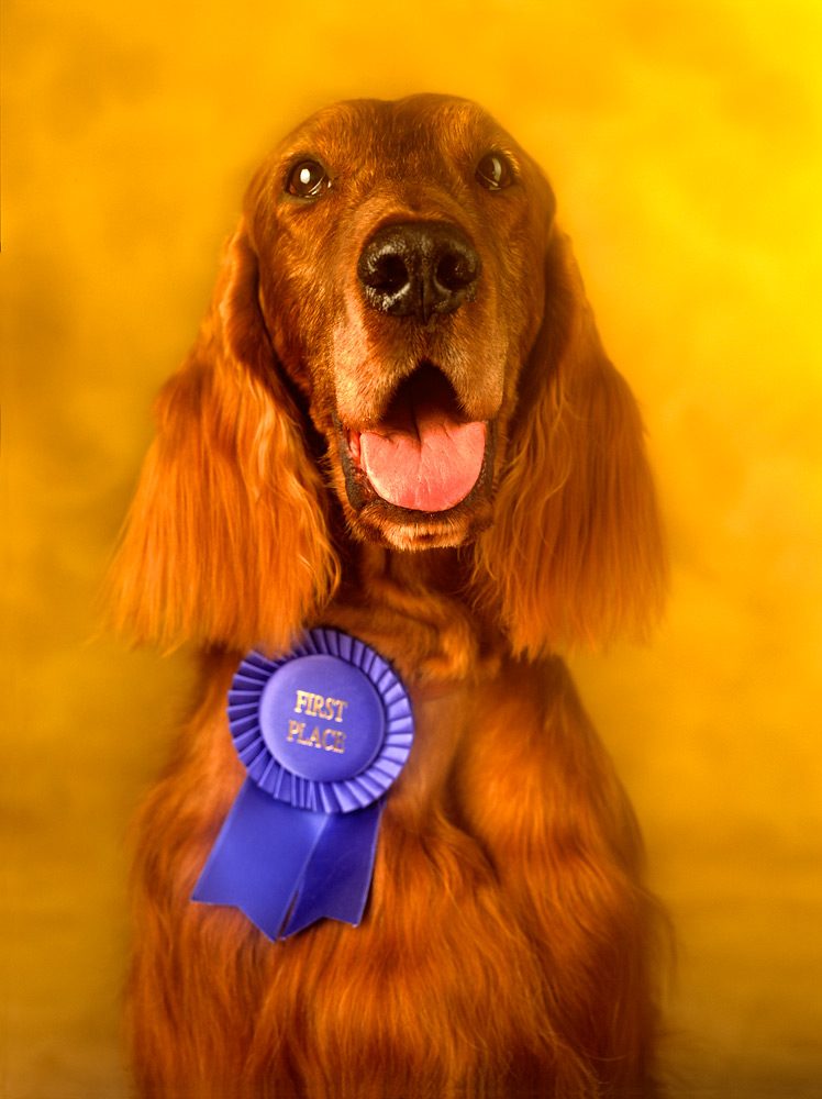 dog winning award