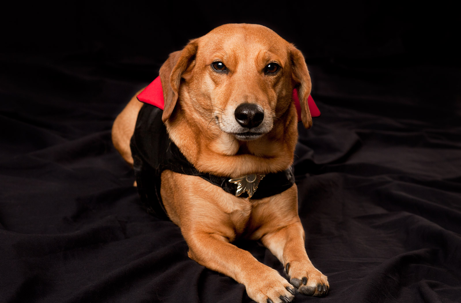 dog portrait