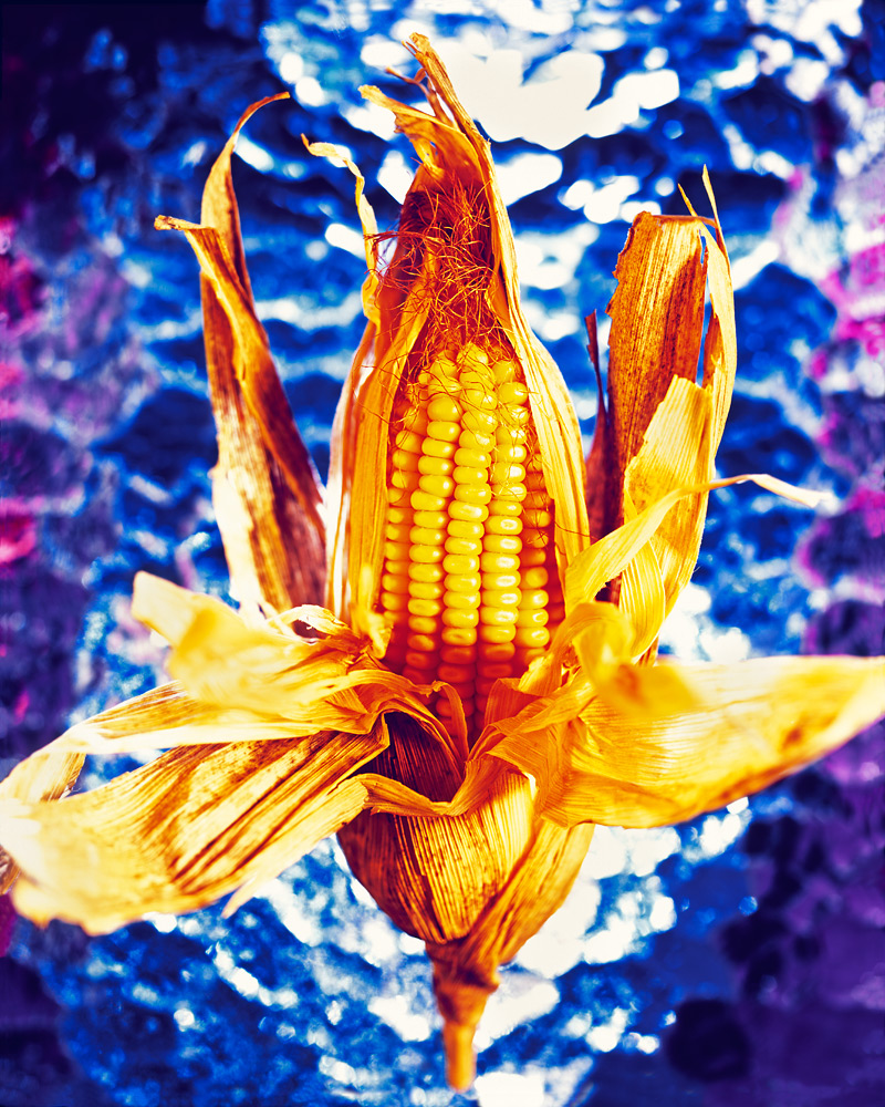 corn photos